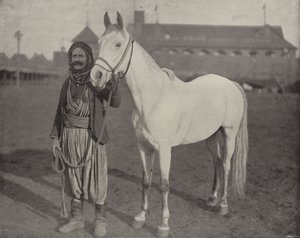 Il cavallo premio dei beduini da American Photographer