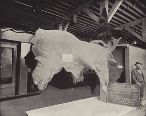 La pelle di elefante