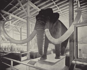 Il grande mammut siberiano da American Photographer