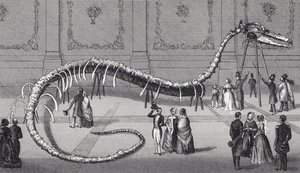Scheletro lungo 114 piedi del falso serpente marino 