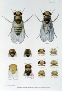 Abeilles - in "Contributi alla genetica di Drosophila melanogaster", Thomas H. Morgan