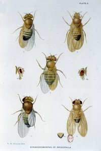 Abeilles - in "Contributi alla genetica di Drosophila melanogaster", Thomas H. Morgan