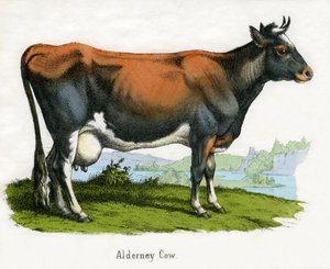 Mucca di Alderney, da La storia naturale degli animali da American School