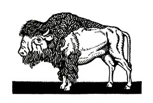 Bisonte americano del vecchio West da American School