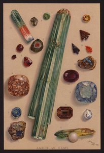 Gemme americane (litografia a colori) da American School