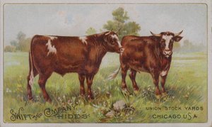 Cartolina commerciale americana che pubblicizza le pelli animali di Swift and Company, Union Stock Yards, Chicago, Illinois da American School