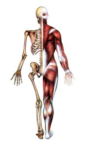 Stampa anatomica dello scheletro umano e dei muscoli da American School