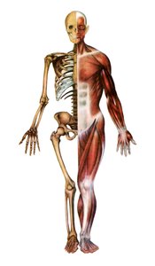 Stampa anatomica dello scheletro umano e dei muscoli da American School