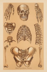 Studio anatomico dello scheletro umano da American School