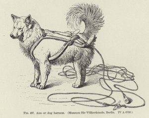 Ano o imbracatura per cani da American School