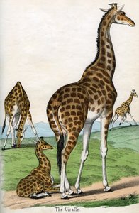 Stampa antica di giraffe da American School