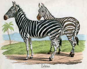 Stampa antica di zebre