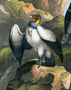 Stampa antica di un avvoltoio reale