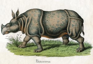 Stampa antica di un rinoceronte da American School
