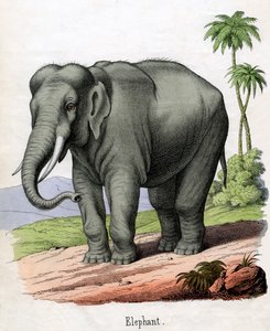 Stampa antica di un elefante