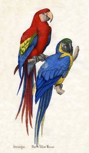 Aracangua e Ara Blu e Gialla, da La Storia Naturale degli Animali da American School