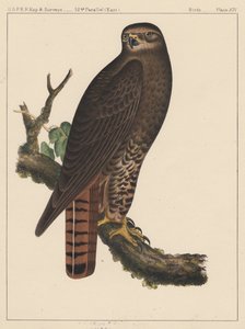 Uccelli, Tavola XIV da American School