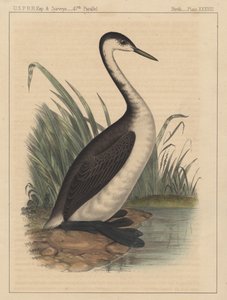 Uccelli, Tavola XXXVIII da American School