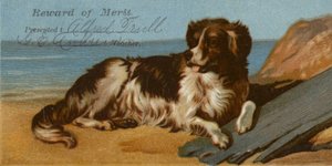 Border Collie sulla spiaggia