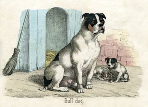 Bulldog, da The Natural History of Animals
