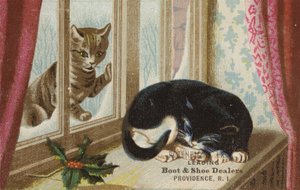 Gatto fuori che guarda dentro da American School