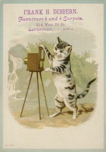Gatto che scatta una fotografia da American School