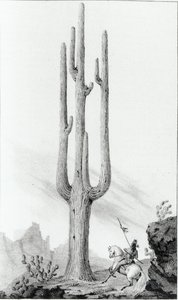 Cereus Giganteus da American School