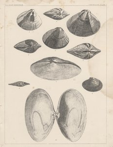 Conchologia Tavola I