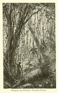 Rampicanti e orchidee, foresta brasiliana da American School