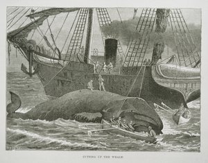 Taglio della balena, da The American Whale Fishery, c.1850 (incisione)