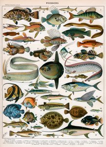 Stampa decorativa di 