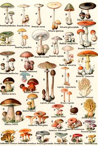 Funghi commestibili e velenosi da American School