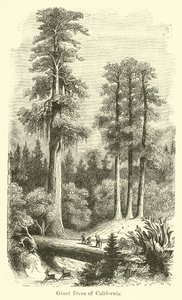 Alberi giganti della California da American School