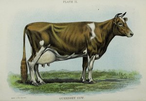 Mucca di Guernsey, dal 