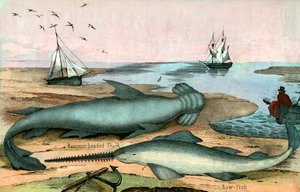 Squalo martello e pesce sega da American School