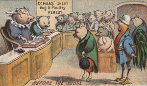 Maiale in tribunale