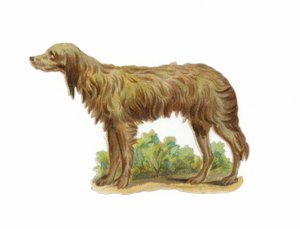Cane lupo irlandese