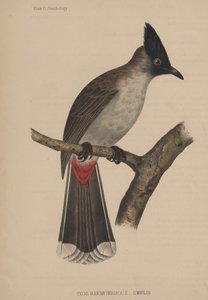 Ixos Haemorrhous (Gmelin) da American School