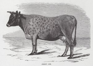 Mucca di Jersey (incisione)