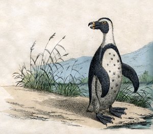 Pinguino Magellano, da The Natural History of Animals da American School