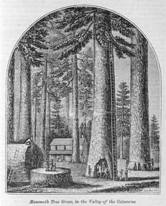 Bosco di alberi mammut nella Valle delle Calaveras, da 