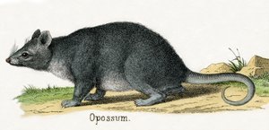 Opossum, da La storia naturale degli animali da American School