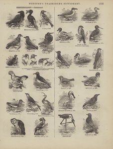 Pagina dal Dizionario Completo di Webster (George Bell) da American School