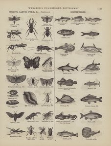 Pagina dal Dizionario Completo di Webster (George Bell)