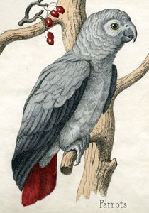Pappagallo, da La Storia Naturale degli Animali