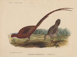 Phasianus Soemmeringh (Temminck) da American School