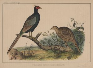 Phasianus Versicolor (Vieillot) da American School