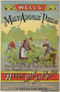 Raccolta di radici di mela di maggio da American School