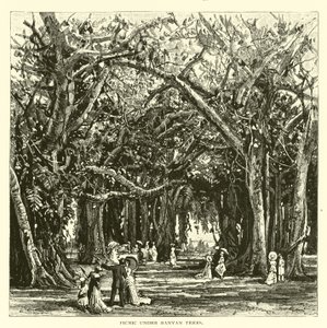 Picnic sotto gli alberi di banyan da American School