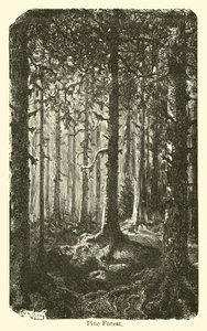 Foresta di pini da American School